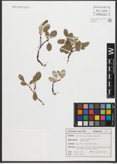 Foto von Salix reticulata L.